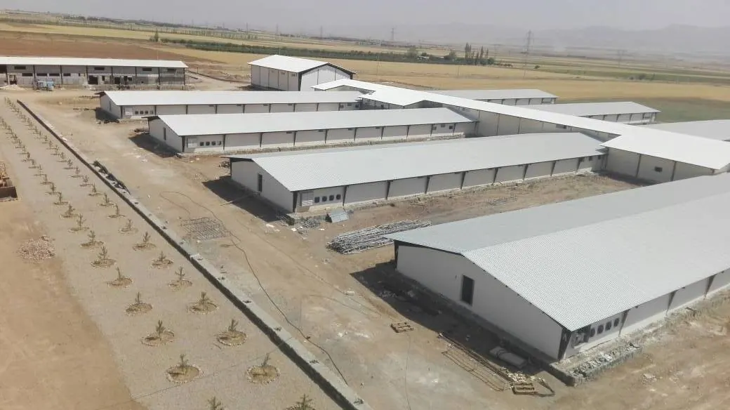Zanjan Layer Breeder Farm