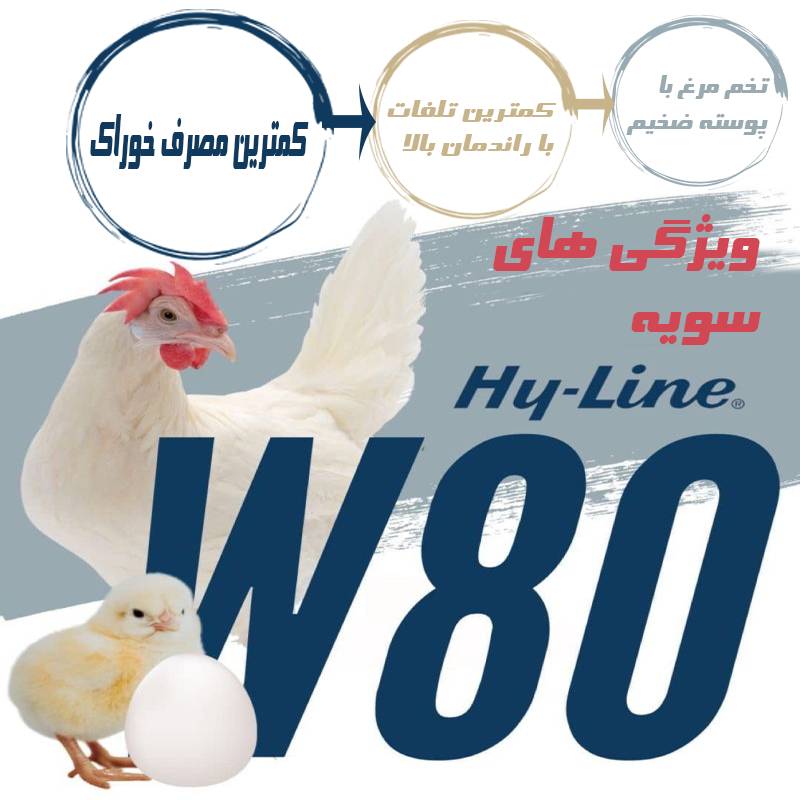 هایلاین W-80؛